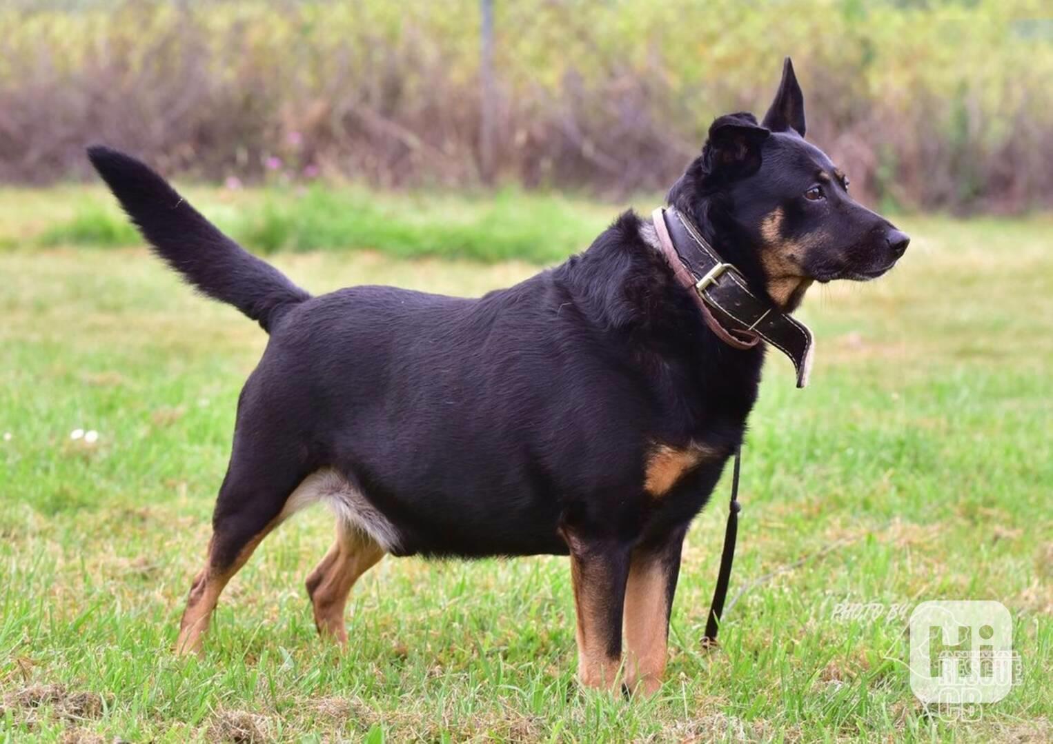 Darujeme opuštěného křížence - foto 1