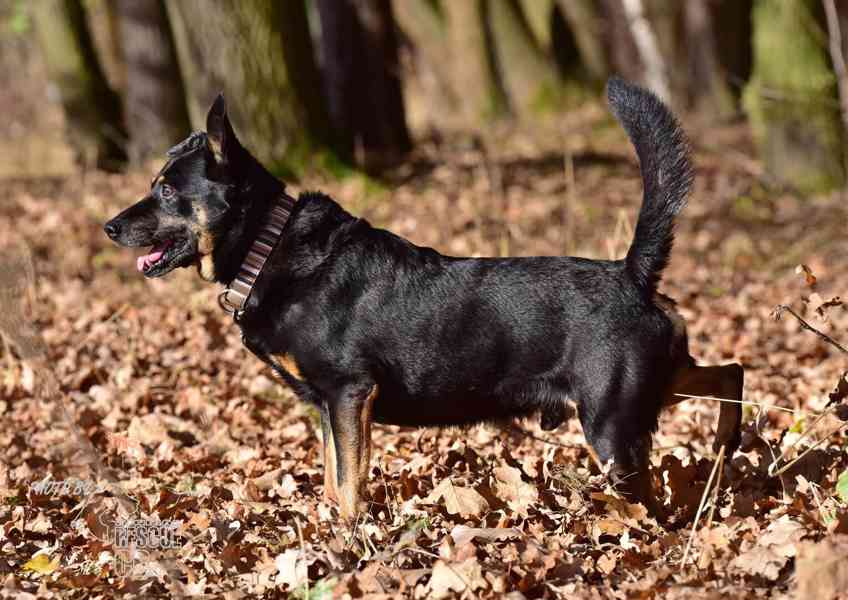 Darujeme opuštěného křížence - foto 13