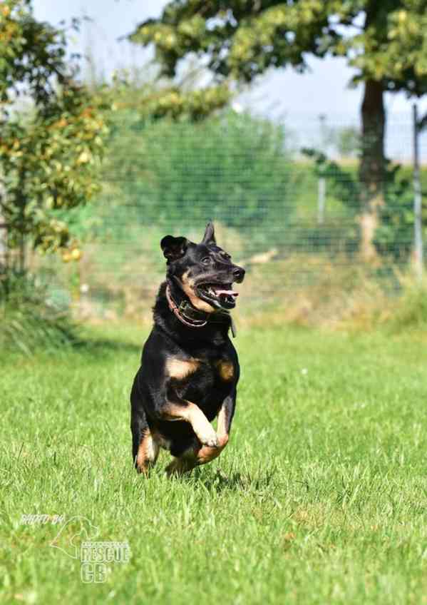 Darujeme opuštěného křížence - foto 6