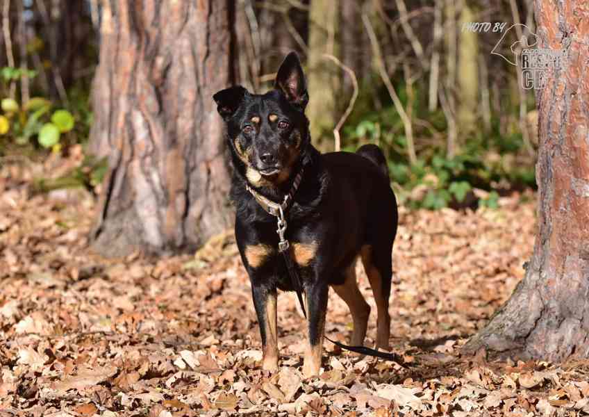 Darujeme opuštěného křížence - foto 12