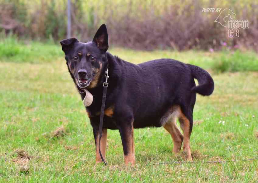 Darujeme opuštěného křížence - foto 2