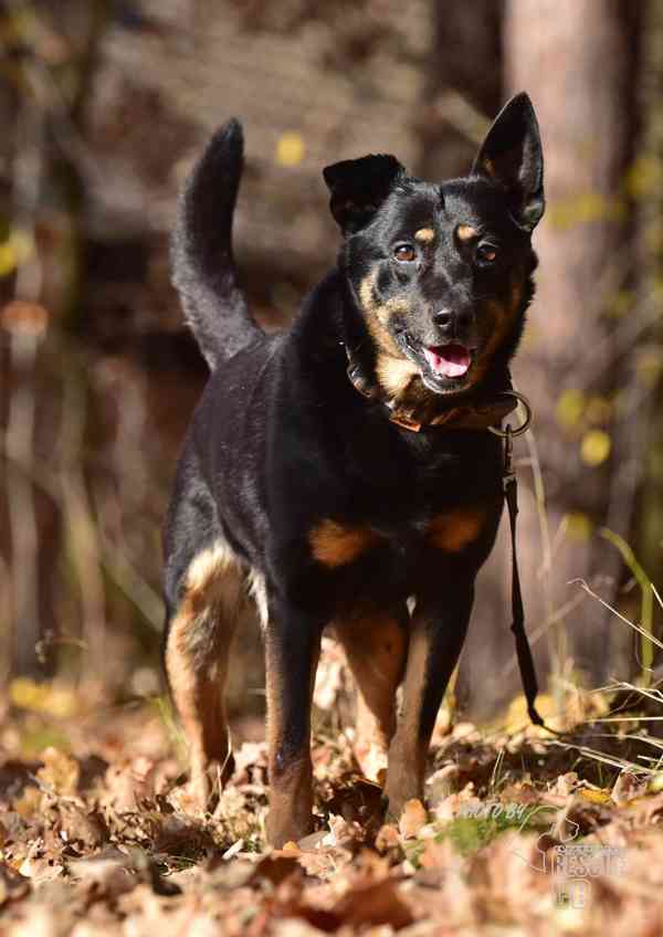 Darujeme opuštěného křížence - foto 10