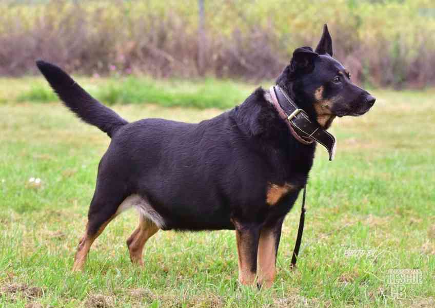 Darujeme opuštěného křížence - foto 1