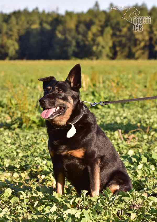 Darujeme opuštěného křížence - foto 8