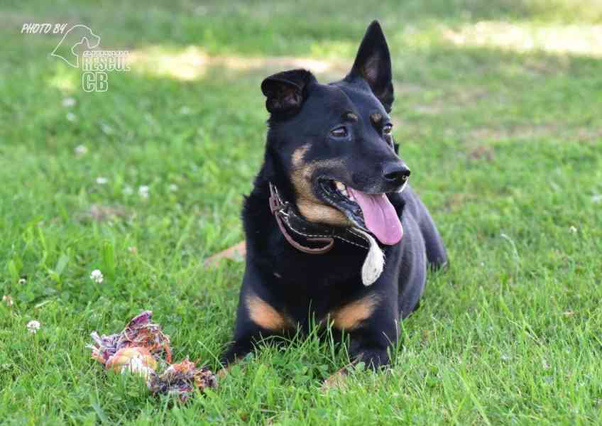 Darujeme opuštěného křížence - foto 7