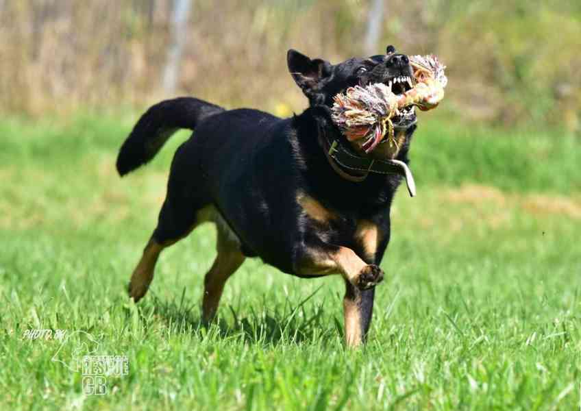 Darujeme opuštěného křížence - foto 5