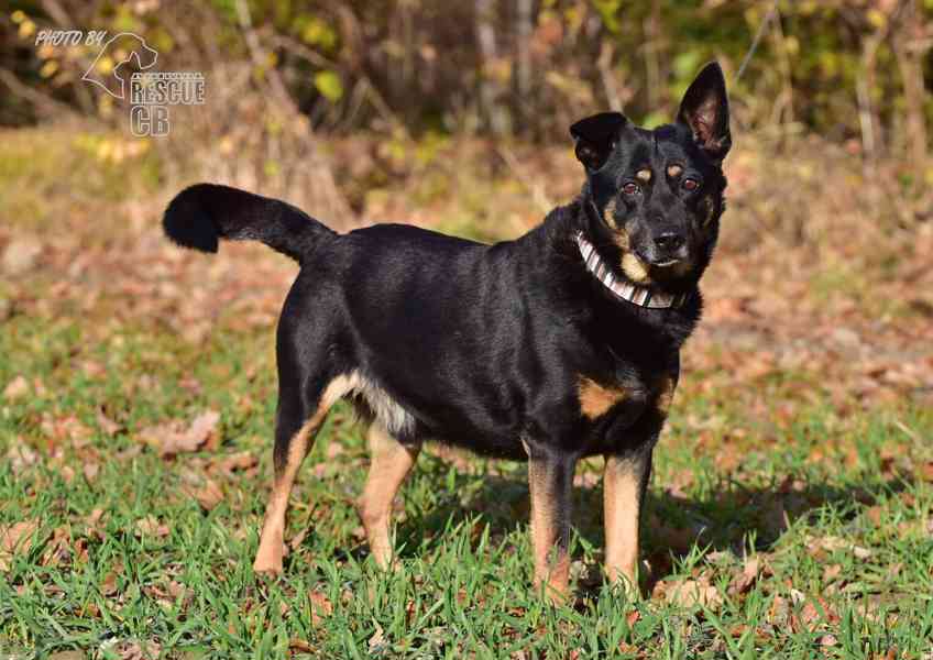 Darujeme opuštěného křížence - foto 9