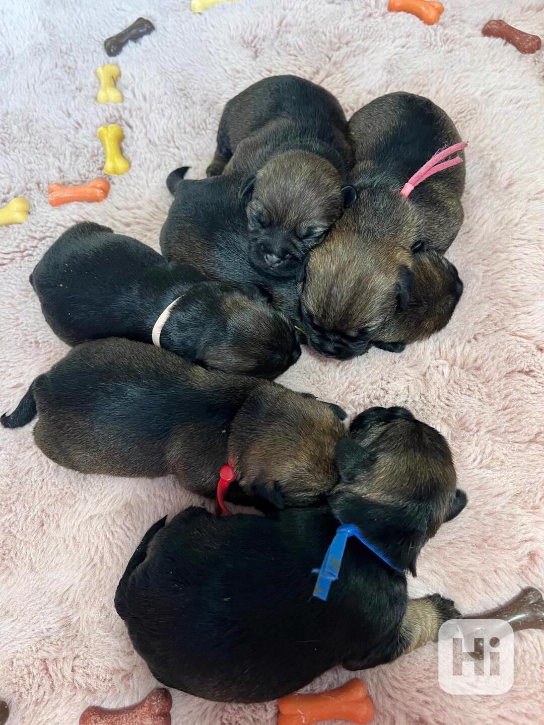 Border teriér s PP - foto 1