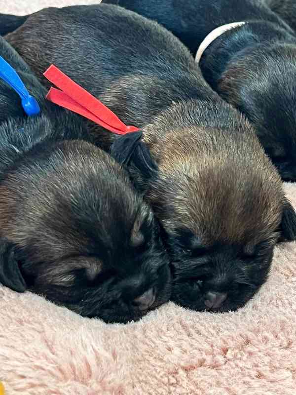 Border teriér s PP - foto 3