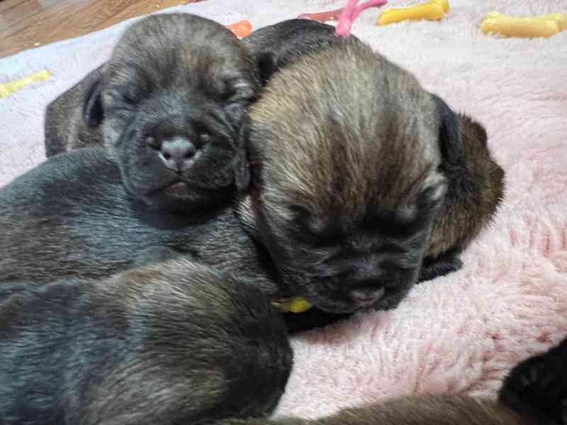 Border teriér s PP - foto 2