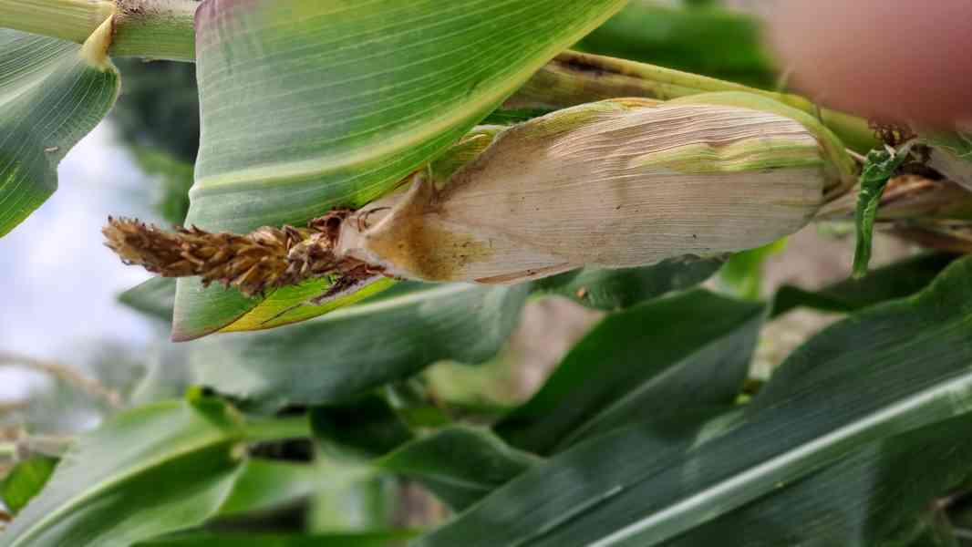 Pukancová kukuřice (vlastní popcorn) 3 druhy - foto 3