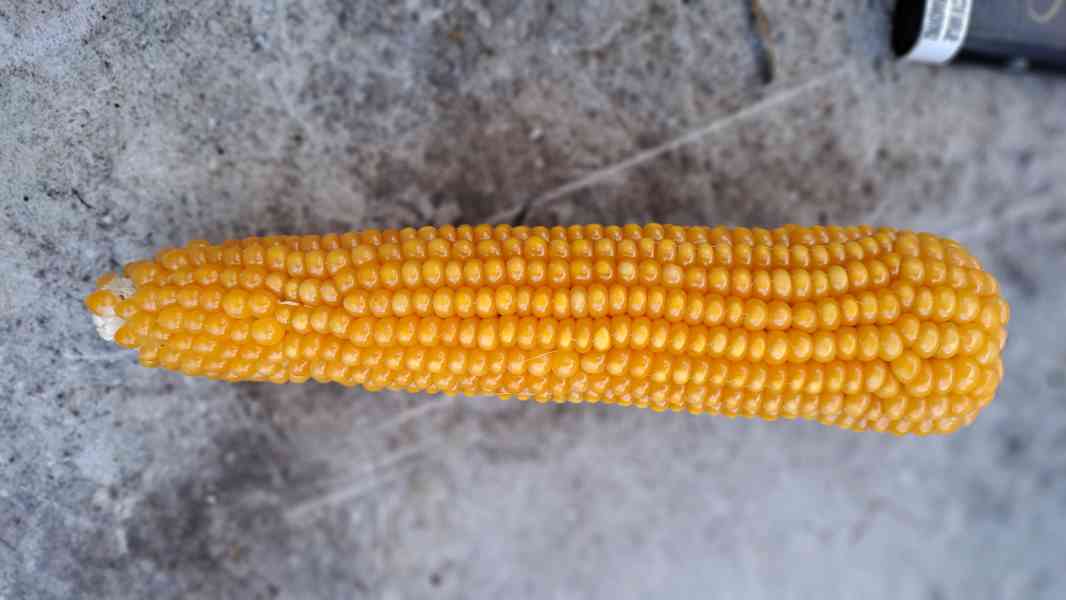 Pukancová kukuřice (vlastní popcorn) 3 druhy - foto 4