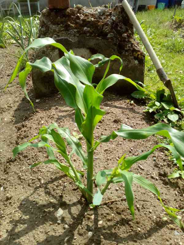 Pukancová kukuřice (vlastní popcorn) 3 druhy - foto 5