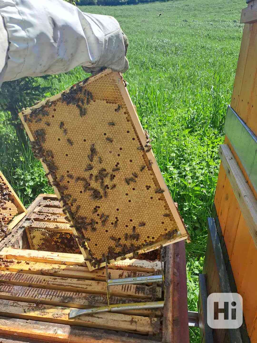Včelí oddělky - foto 1