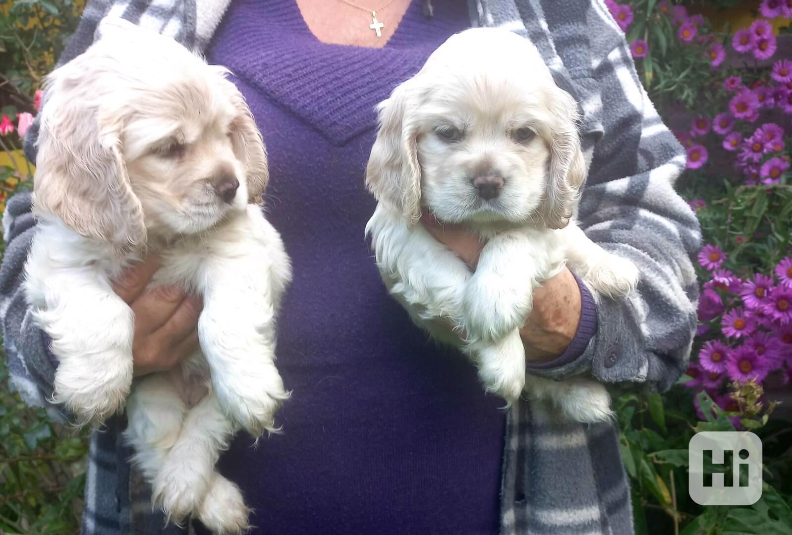 Americký kokršpaněl-štěňátka/american cocker spaniel - foto 1