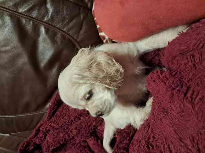 Americký kokršpaněl-štěňátka/american cocker spaniel - foto 11