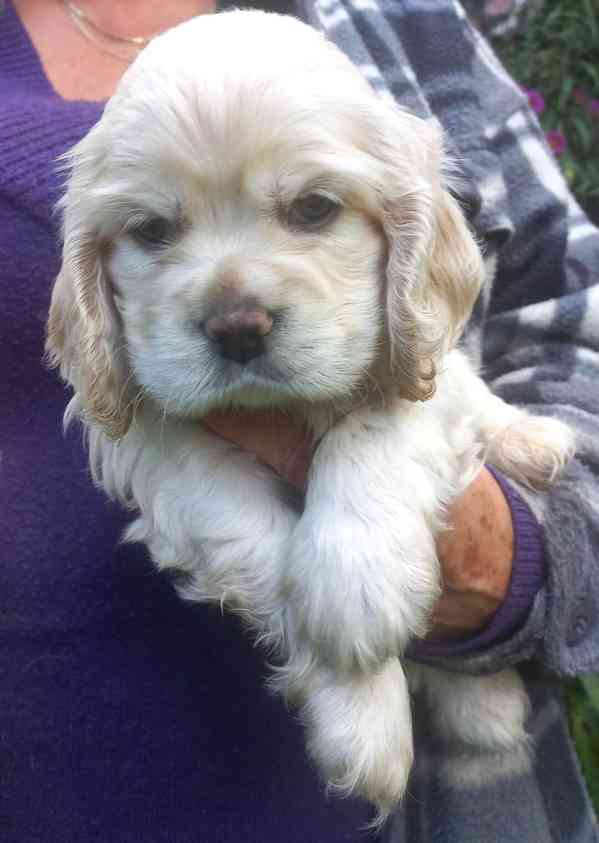 Americký kokršpaněl-štěňátka/american cocker spaniel - foto 5