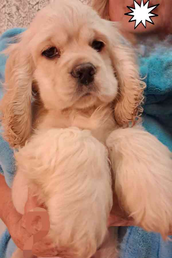 Americký kokršpaněl-štěňátko/american cocker spaniel - foto 9