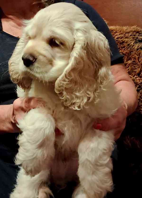 Americký kokršpaněl-štěňátka/american cocker spaniel - foto 10