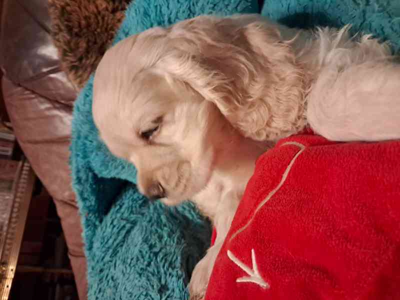 Americký kokršpaněl-štěňátka/american cocker spaniel - foto 13