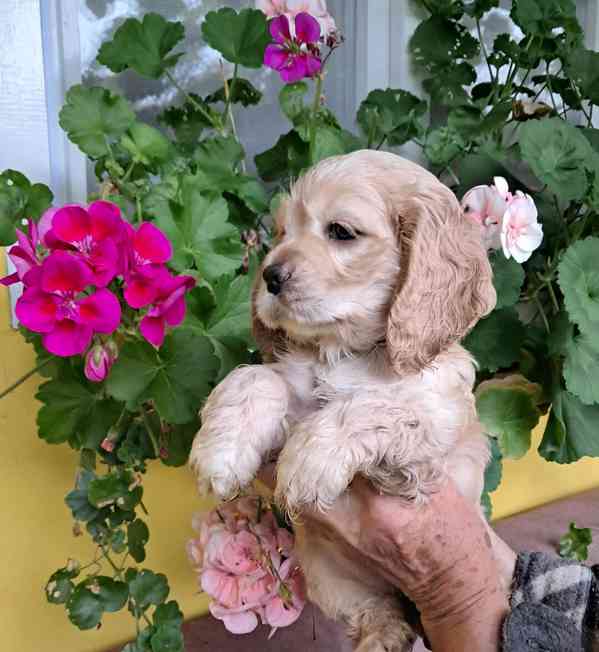 Americký kokršpaněl-štěňátka/american cocker spaniel - foto 6