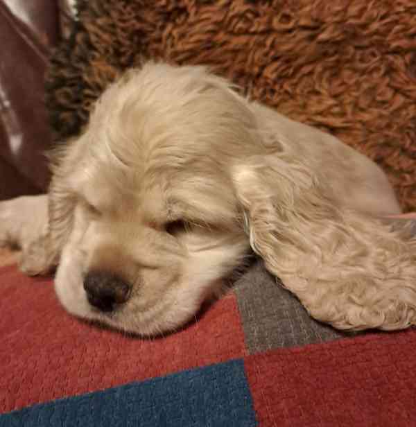 Americký kokršpaněl-štěňátka/american cocker spaniel - foto 15