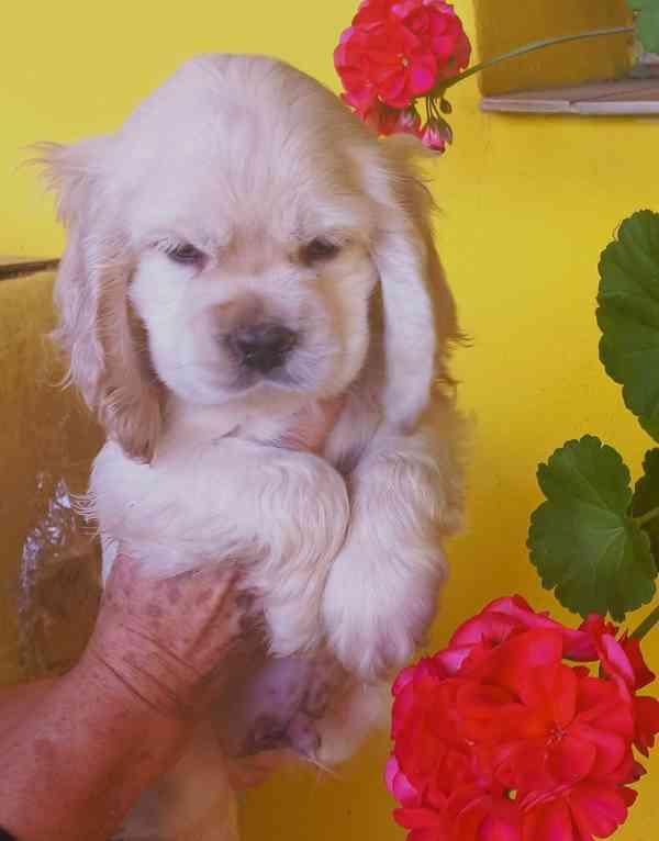 Americký kokršpaněl-štěňátka/american cocker spaniel - foto 9