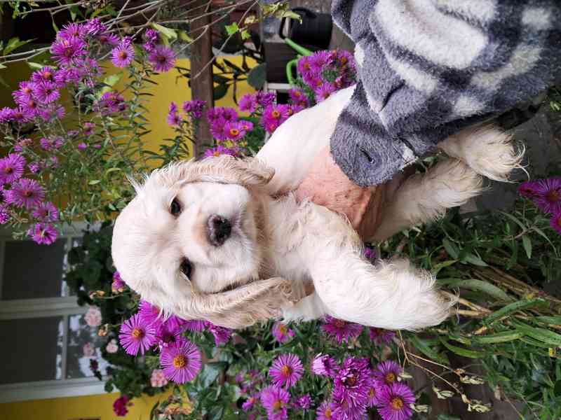 Americký kokršpaněl-štěňátka/american cocker spaniel - foto 10