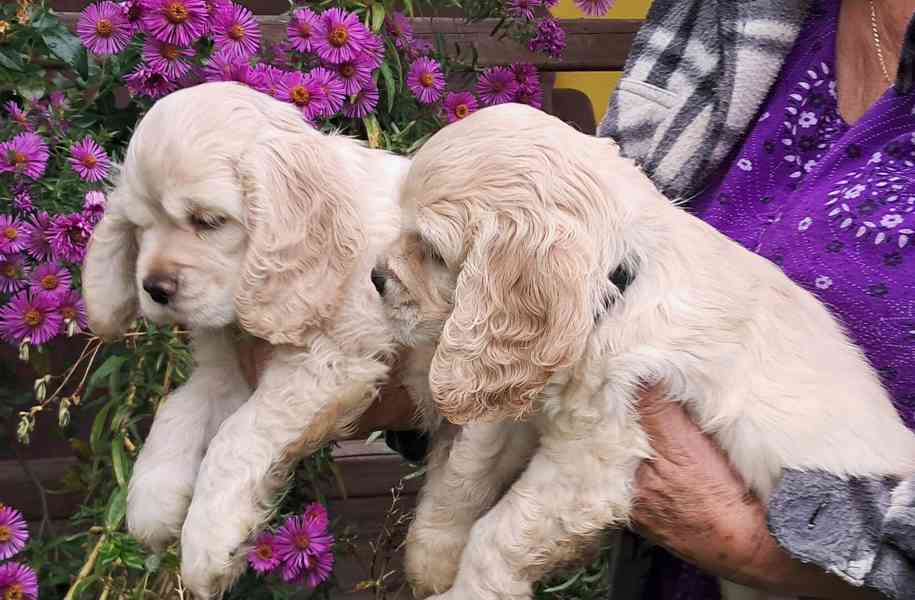 Americký kokršpaněl-štěňátka/american cocker spaniel - foto 9