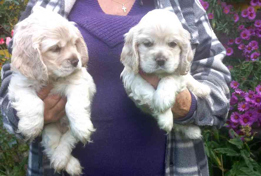 Americký kokršpaněl-štěňátka/american cocker spaniel - foto 1