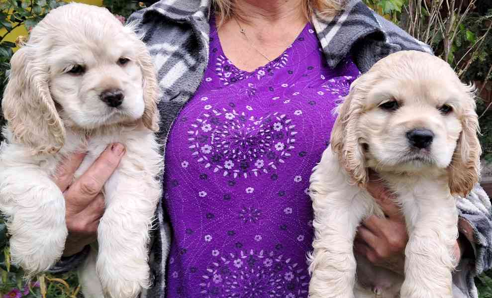Americký kokršpaněl-štěňátka/american cocker spaniel - foto 3
