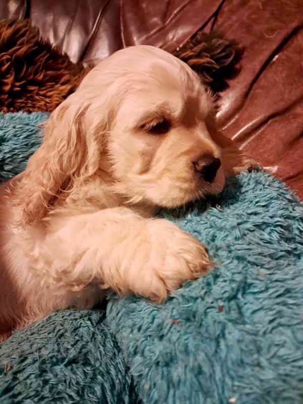 Americký kokršpaněl-štěňátka/american cocker spaniel - foto 14