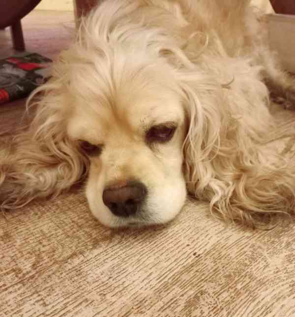 Americký kokršpaněl-štěňátka/american cocker spaniel - foto 12