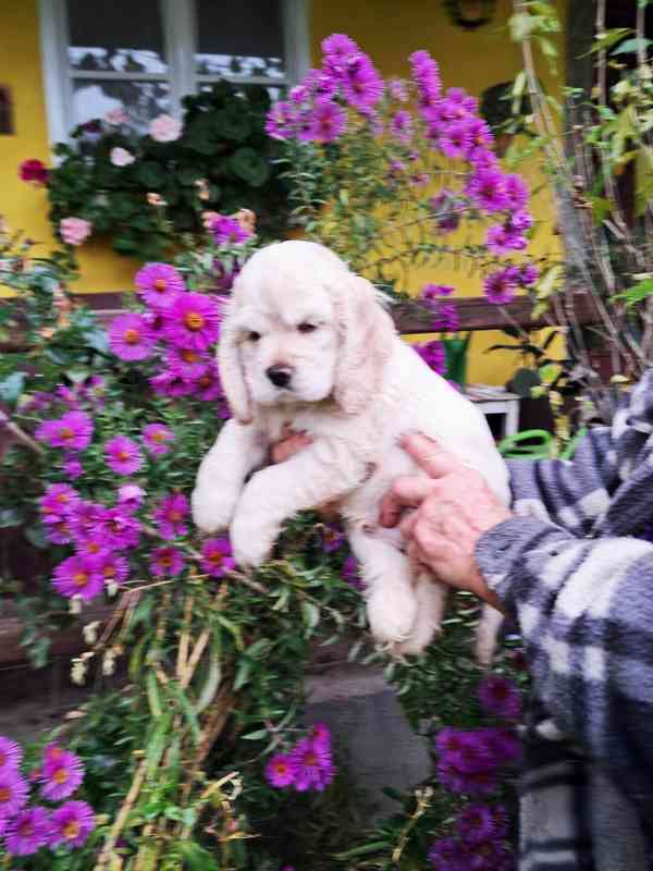 Americký kokršpaněl-štěňátka/american cocker spaniel - foto 4