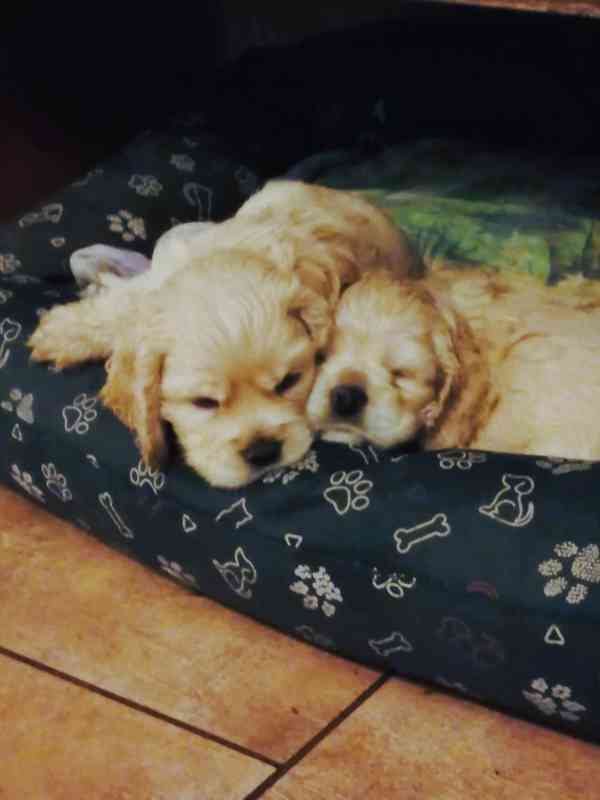 Americký kokršpaněl-štěňátka/american cocker spaniel - foto 8