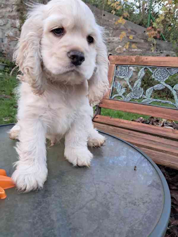 Americký kokršpaněl-štěňátko/american cocker spaniel - foto 12