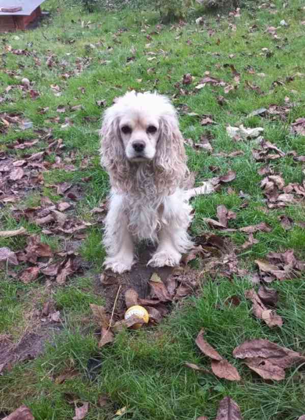Americký kokršpaněl-štěňátka/american cocker spaniel - foto 11
