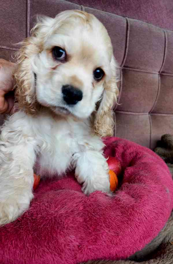 Americký kokršpaněl-štěňátko/american cocker spaniel - foto 10