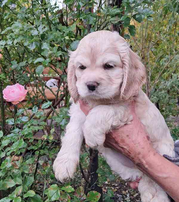 Americký kokršpaněl-štěňátka/american cocker spaniel - foto 2