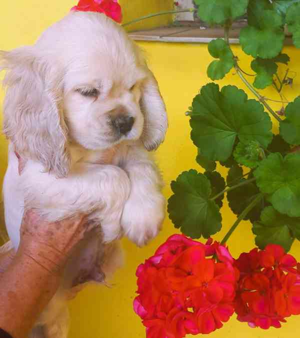 Americký kokršpaněl-štěňátka/american cocker spaniel - foto 8