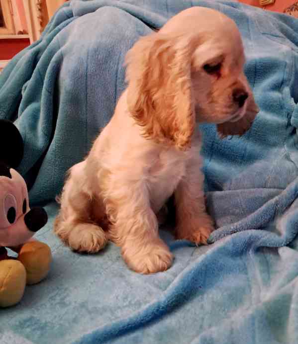 Americký kokršpaněl-štěňátko/american cocker spaniel - foto 8