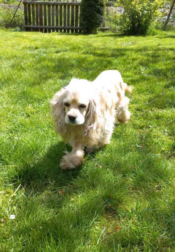 Americký kokršpaněl-štěňátka/american cocker spaniel - foto 16