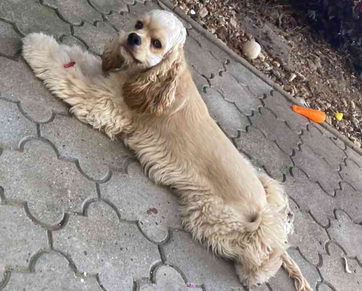 Americký kokršpaněl-štěňátko/american cocker spaniel - foto 14