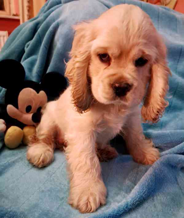 Americký kokršpaněl-štěňátko/american cocker spaniel - foto 2