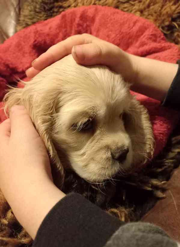 Americký kokršpaněl-štěňátko/american cocker spaniel - foto 11