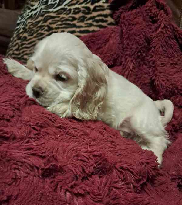 Americký kokršpaněl-štěňátka/american cocker spaniel - foto 12