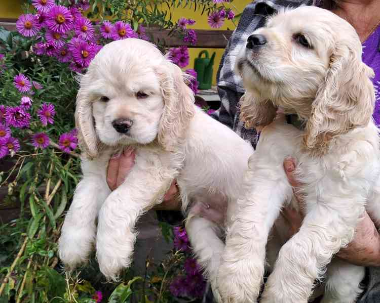Americký kokršpaněl-štěňátka/american cocker spaniel - foto 7