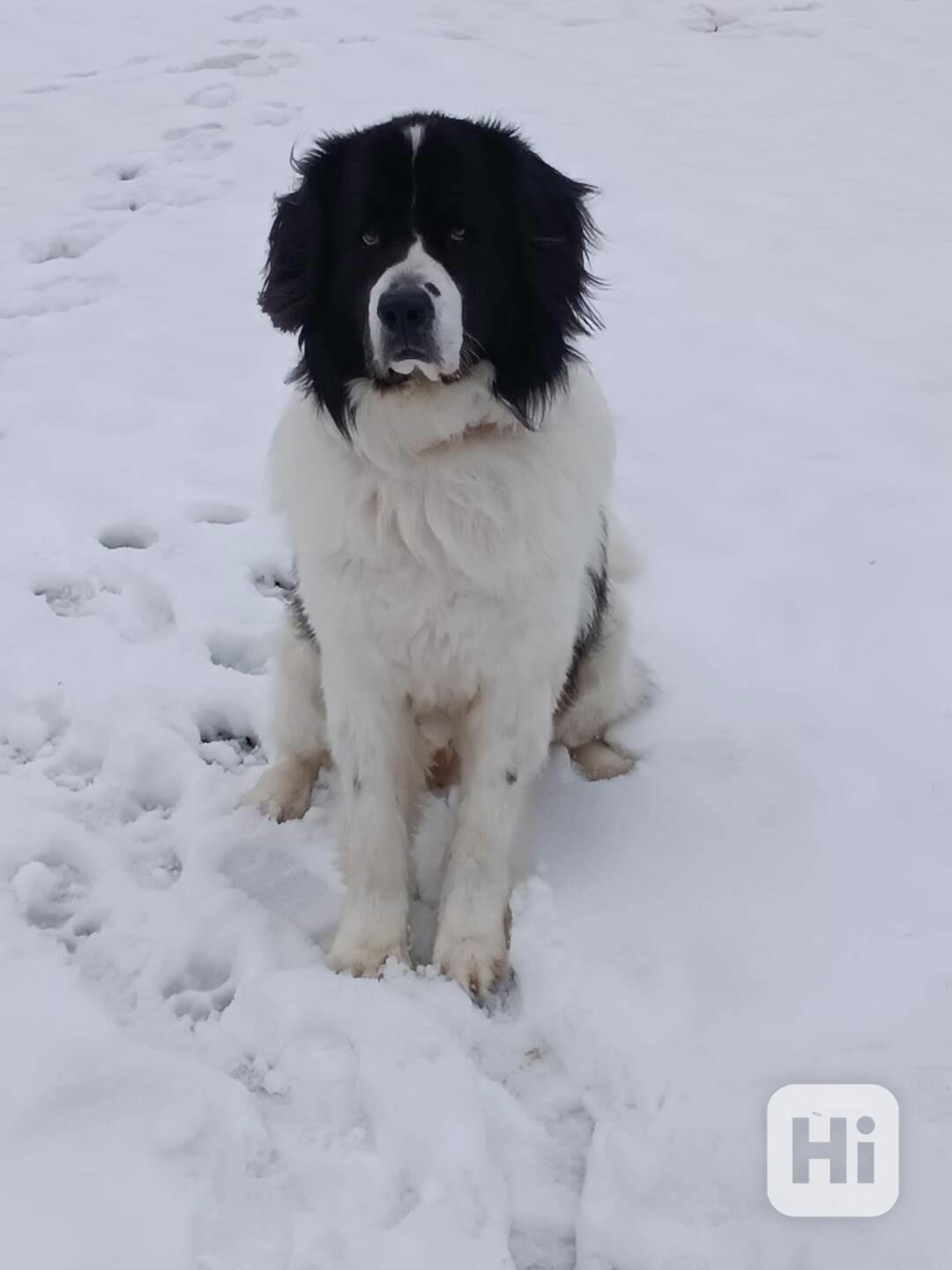 Nabízíme Landseera ke krytí - foto 1