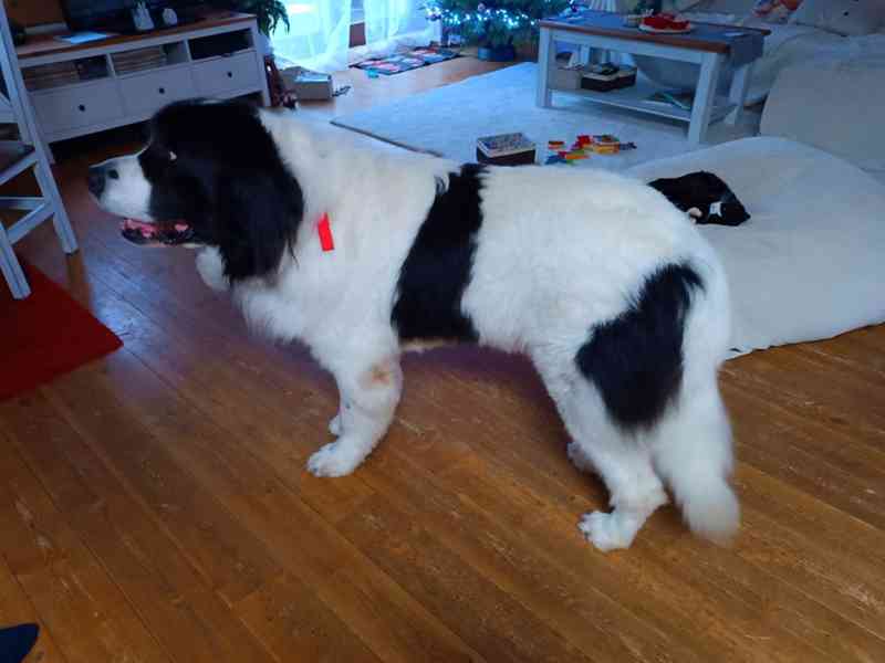 Nabízíme Landseera ke krytí - foto 2