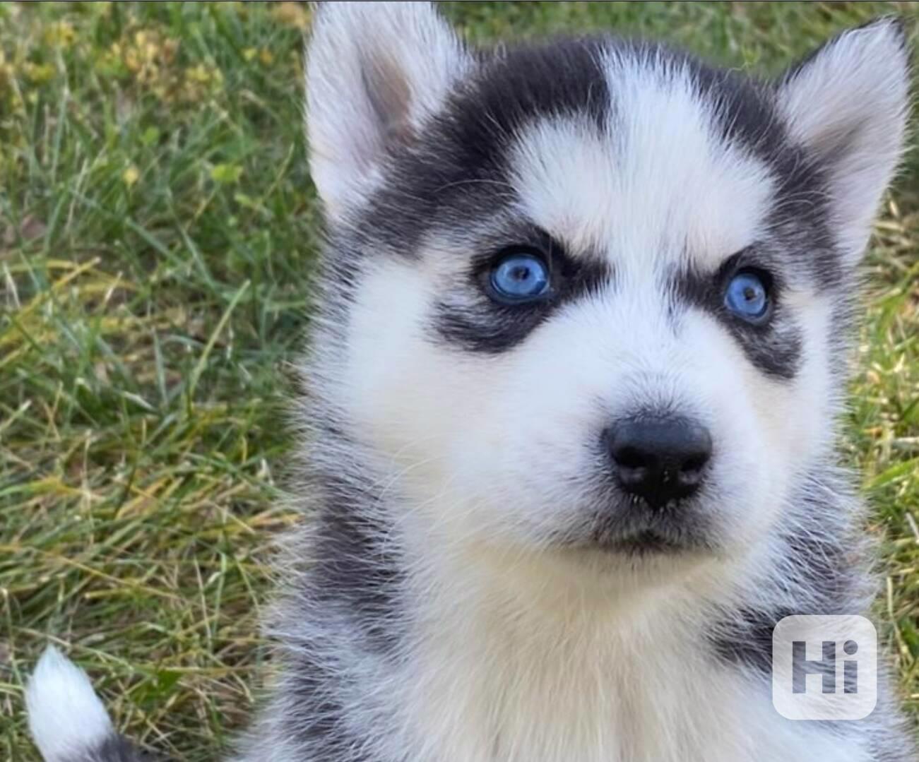 Sibiřský Husky - prodám štěňátka bez pp - foto 1
